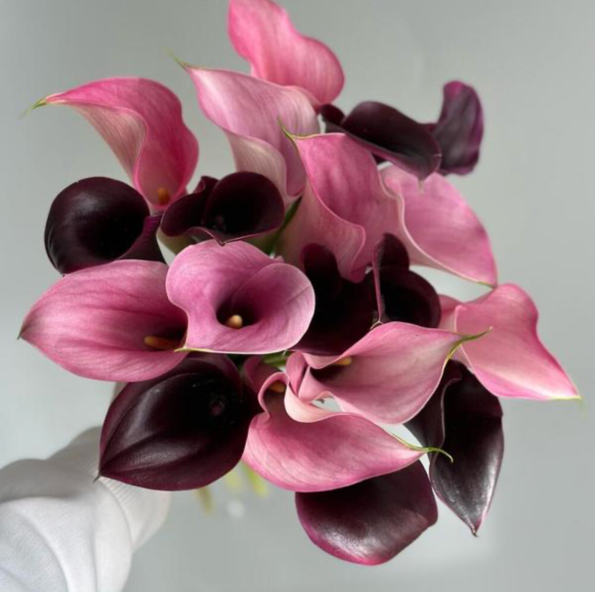💐 Calla-Magie – Strauß aus 20 dunkelrosa & rosafarbenen Callas