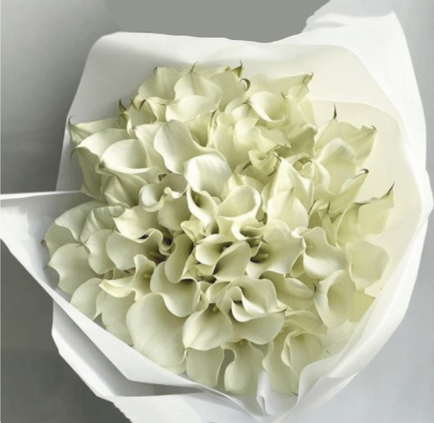 Klassische Pracht / 51 weisse Calla-Lilien