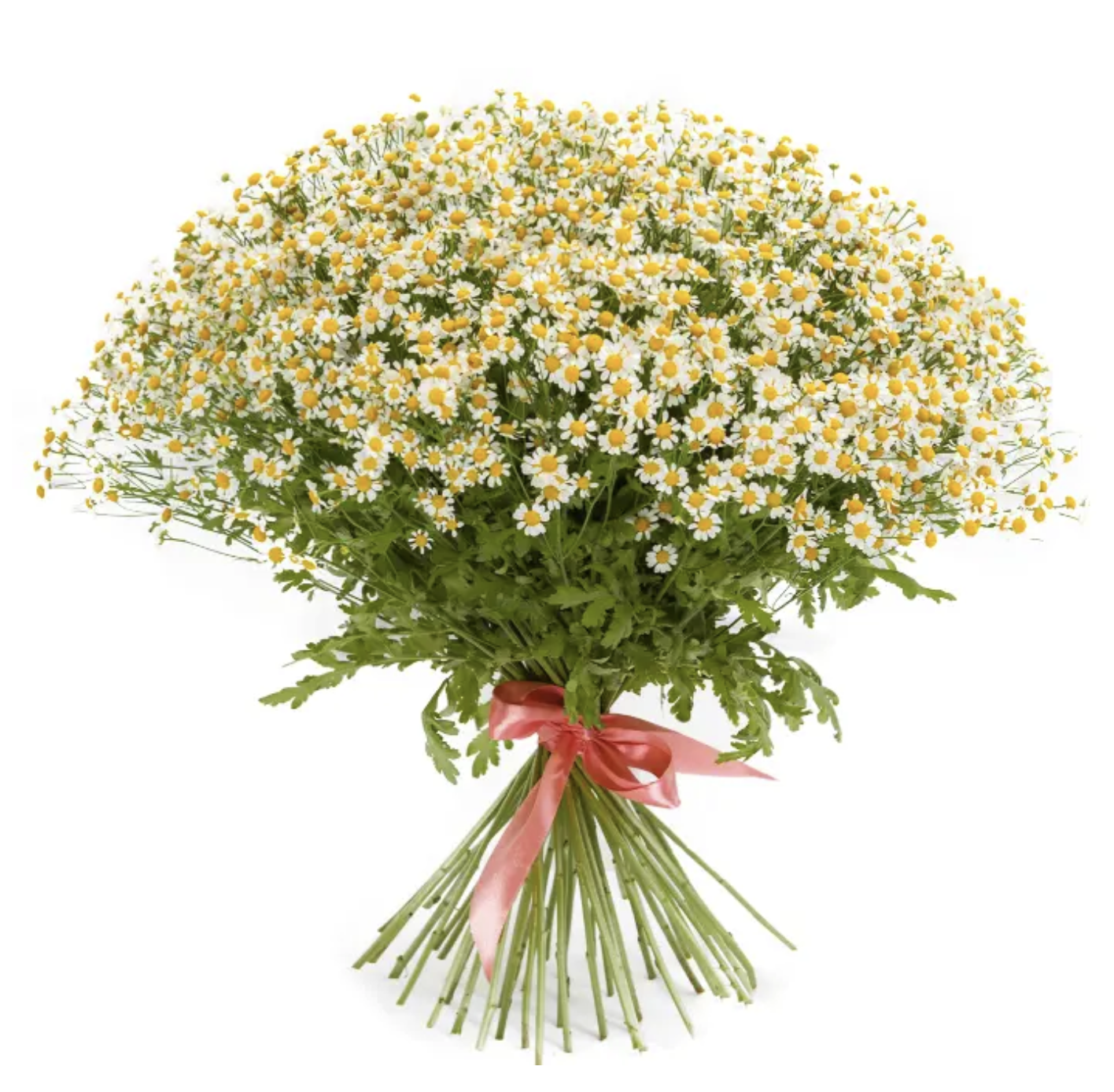 Strauß aus Kamille (Matricaria chamomilla)