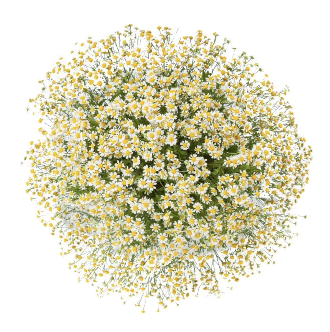 Strauß aus Kamille (Matricaria chamomilla)