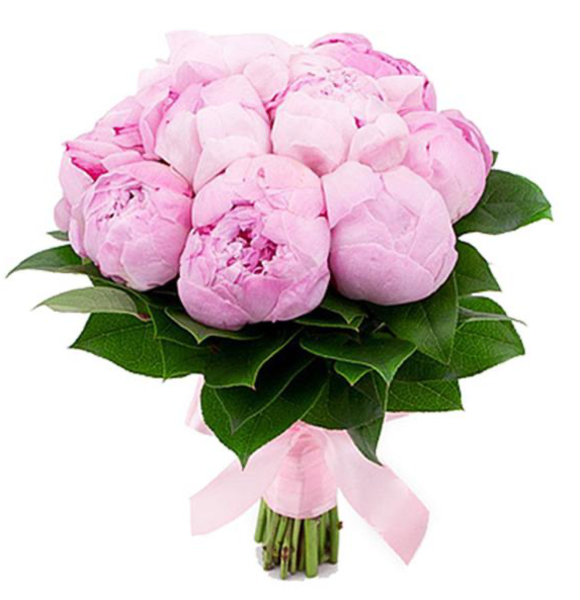 Ein Strauß aus 9 rosa Pfingstrosen