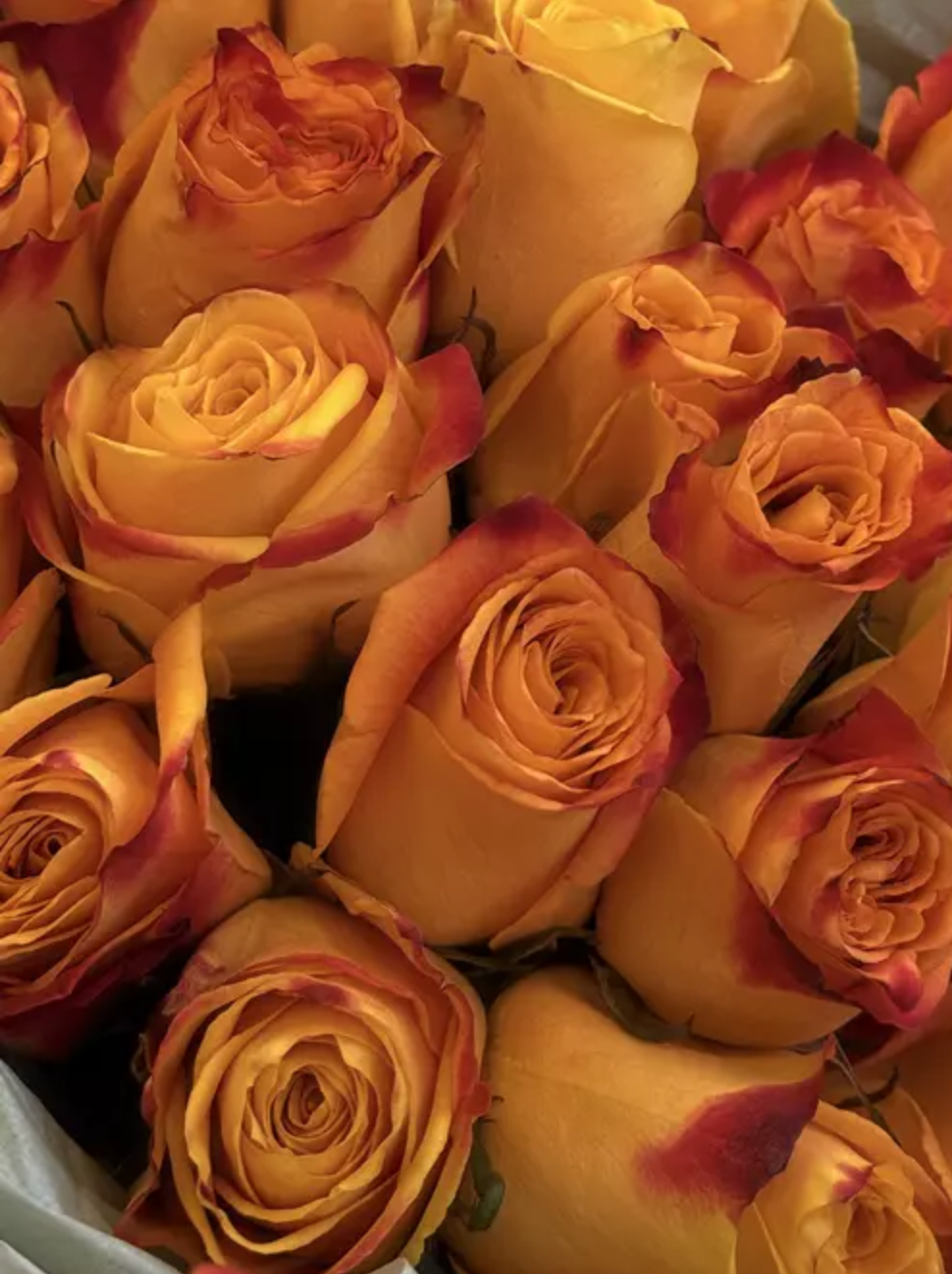 🌞 Sonnenfeuer – 25 Silantoi-Rosen