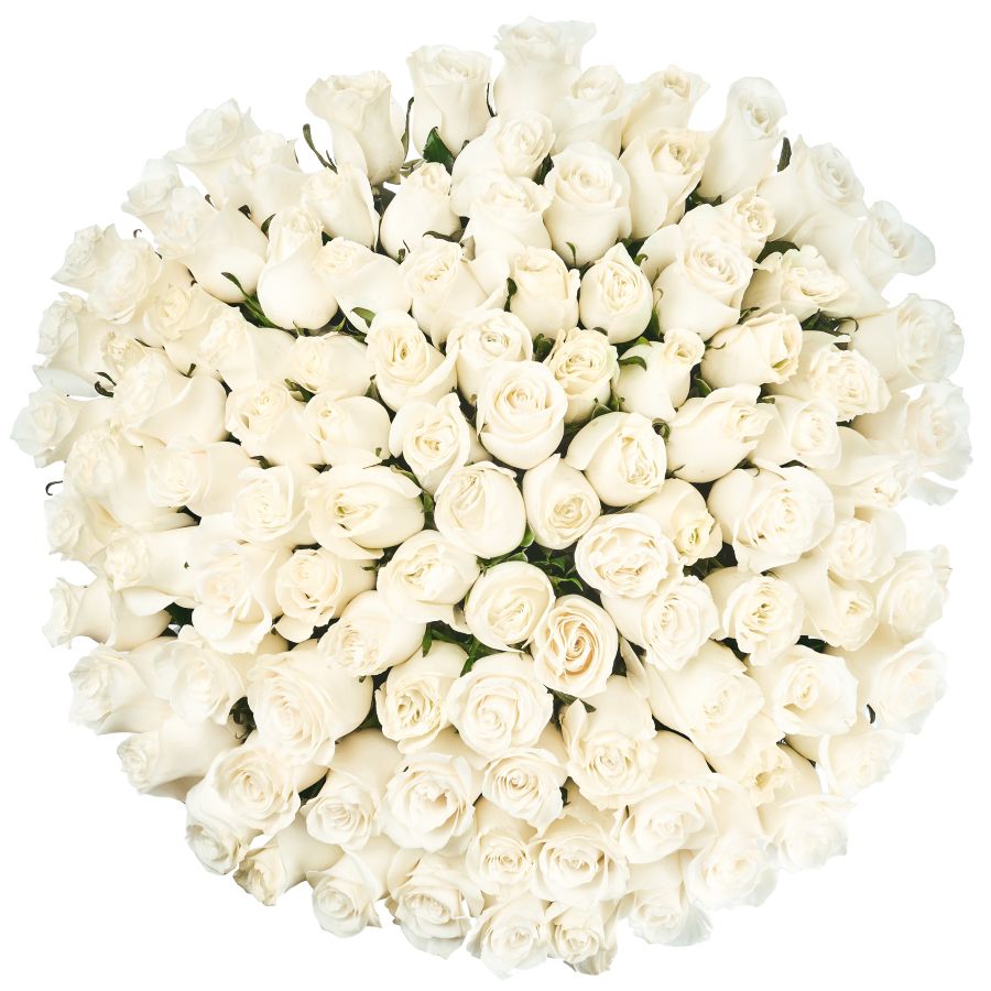 Ein Bouquet aus 51 weissen Rosen