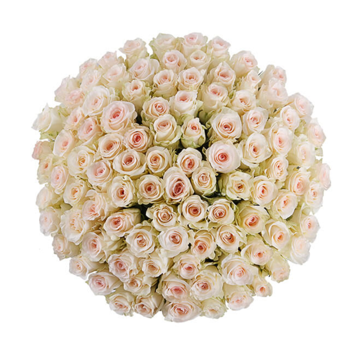 Señoritas Leidenschaft / 101 Rosen/