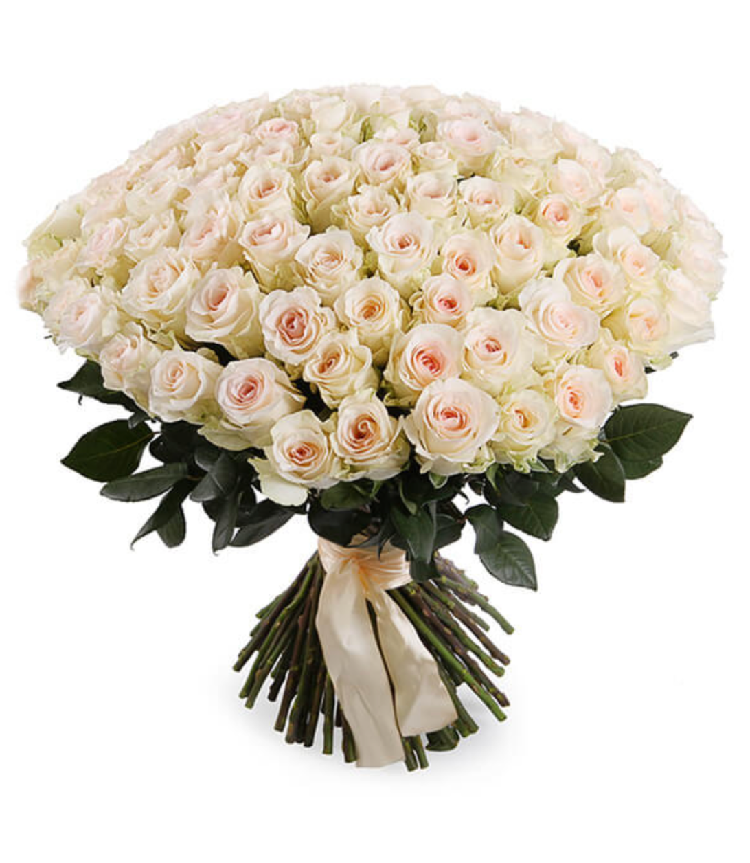 Señoritas Leidenschaft / 101 Rosen/