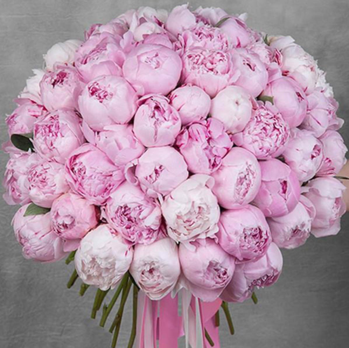 Ein Bouquet aus 55 rosa Pfingstrosen