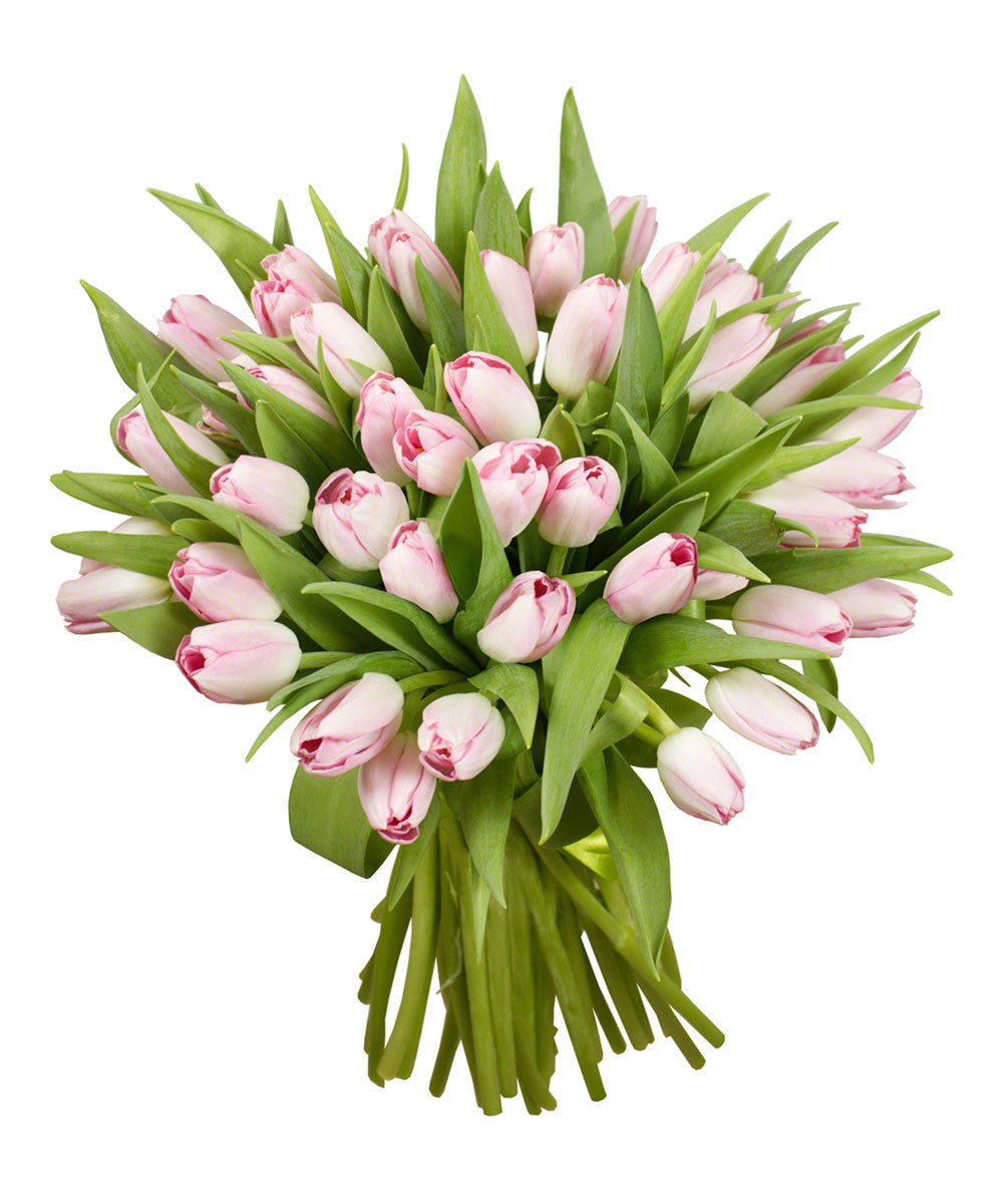 Strauß aus 51 rosa Tulpen